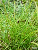Carex aenea -- Aenea Segge